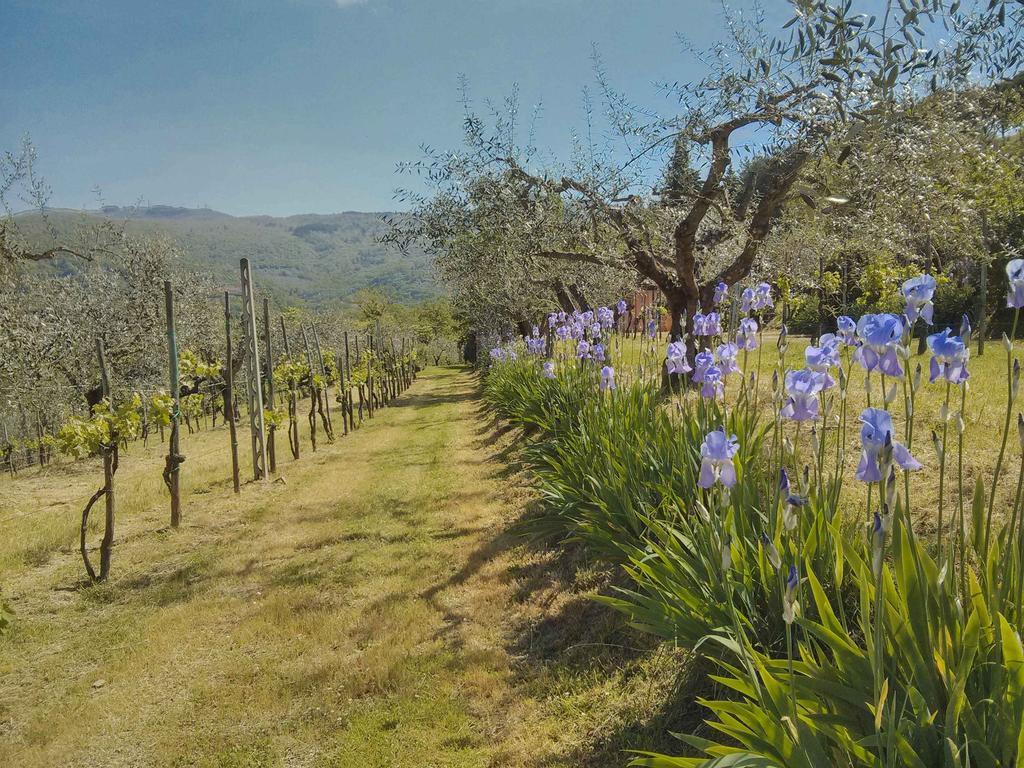 ארצו Tuscany Roses מראה חיצוני תמונה